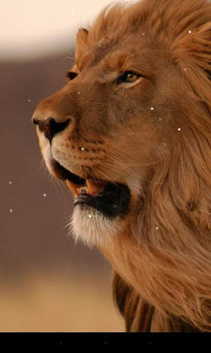 Lion Live Wallpaper screenshot 2