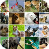 Wild Animals Wallpaper HD icon