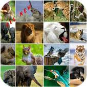 Wild Animals Wallpaper HD 1.0
