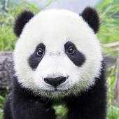 Panda Gallery HD 2.0