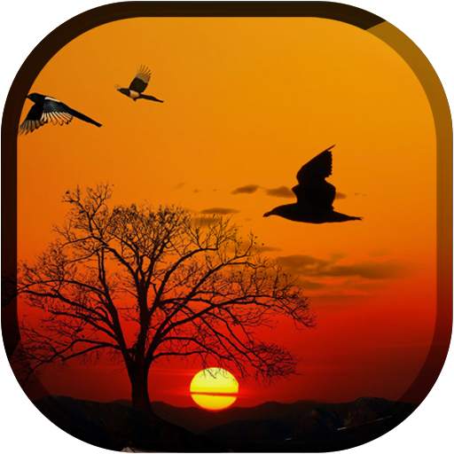 Sunset Live Wallpaper - Flying Bird LWP 29.5