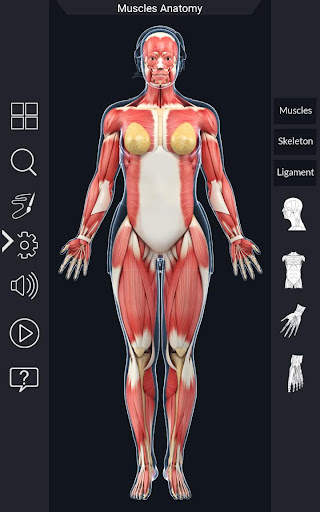 My Muscle Anatomy screenshot 3