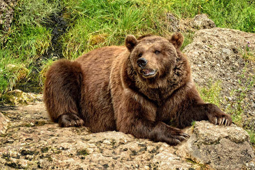 Bear Wallpapers | hd backgrounds screenshot 18