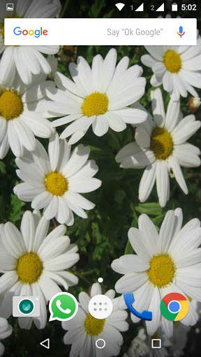 Daisy Flower HD Wallpaper скриншот 6