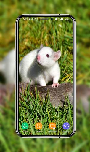 Cute Hamster Wallpaper screenshot 11