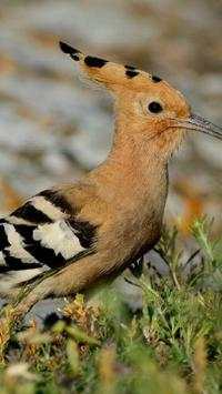 The Hoopoe Bird Wallpapers HD screenshot 10