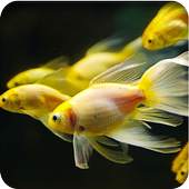 Betta Fish Live Wallpaper 1.1