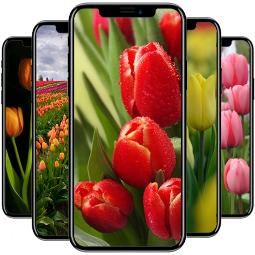 ikon Tulip Wallpaper