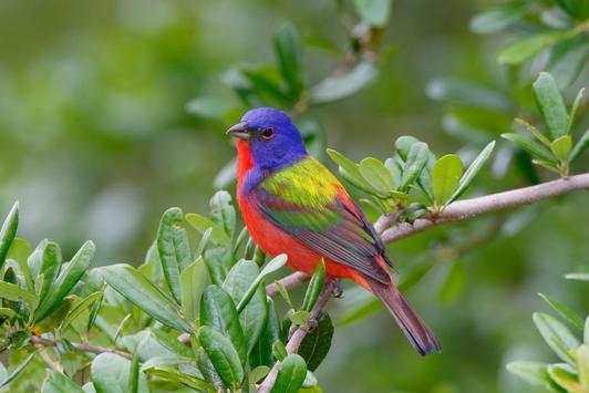 Birds Jigsaw Puzzle скриншот 6
