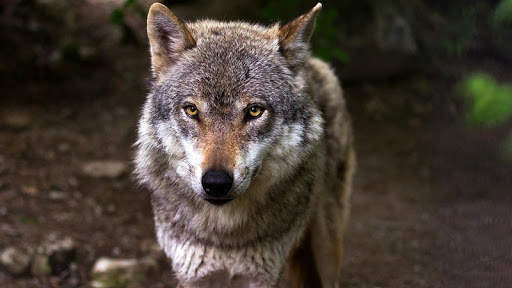 Teen Wolf Wallpaper screenshot 10