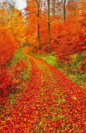 Autumn Wallpaper screenshot 1