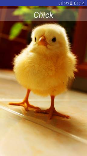 Baby Animal Sounds screenshot 4