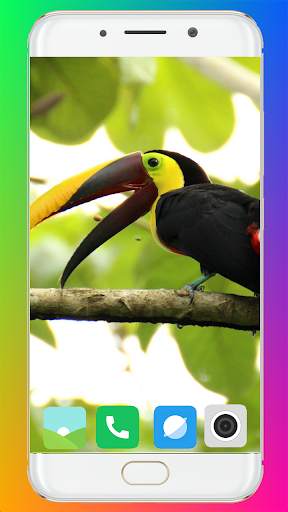 Toucan Bird HD Wallpaper Full HD screenshot 5