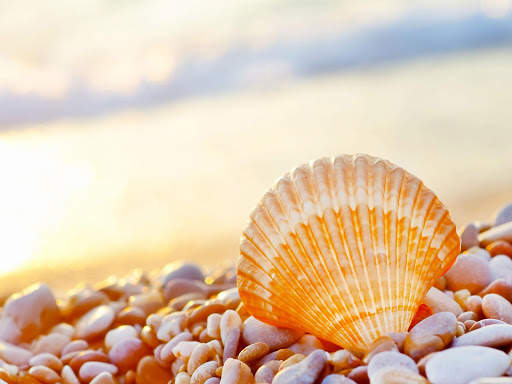 Seashells Live Wallpaper (Backgrounds) screenshot 12