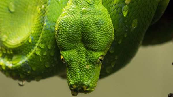 Snake Live Wallpaper - backgrounds hd 12 تصوير الشاشة