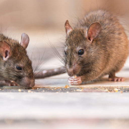 Mouse and Rat Sounds icon