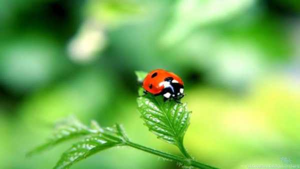 Lady Bug Wallpaper 2018 Pictures HD Images Free screenshot 2