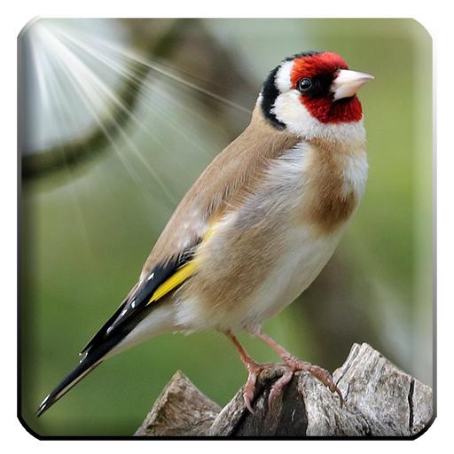 Goldfinch singing claim sounds icon