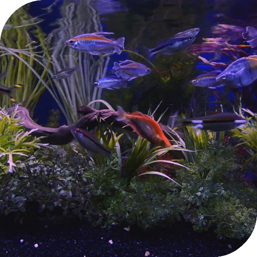 Aquarium Live Wallpaper icon
