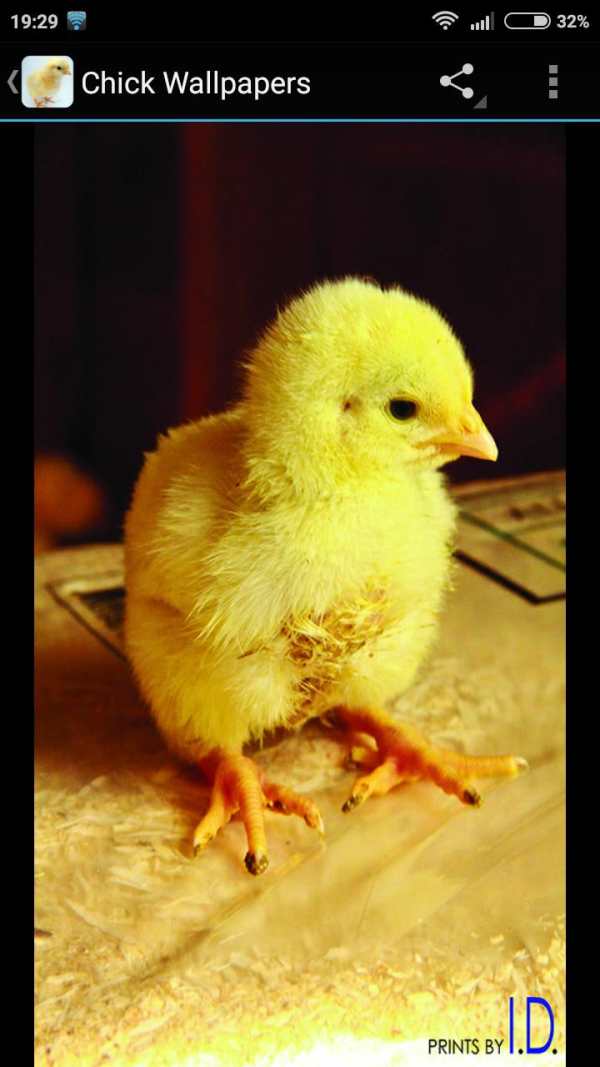 Chick Wallpapers 2 تصوير الشاشة