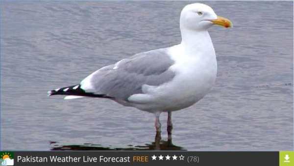 Don Gull Wallpapers screenshot 4
