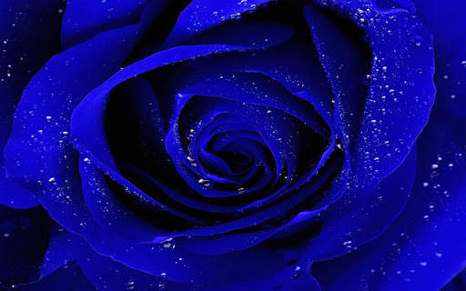 Blue Rose Wallpaper screenshot 5