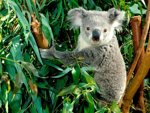 🐨 Koala Wallpapers screenshot 5