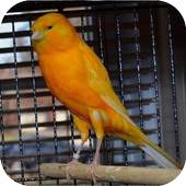 Canary Bird Sounds 1.0