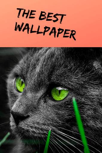 Pictures of Funny Cats, Wallpaper screenshot 2