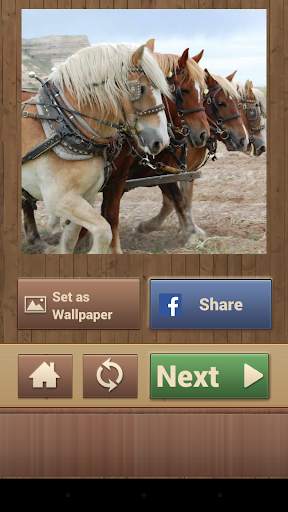 Horse Puzzles Free screenshot 7