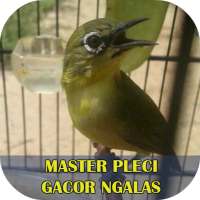Master Pleci Gacor Ngalas on 9Apps