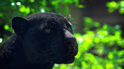 Panther Wallpapers: backgrounds hd screenshot 17