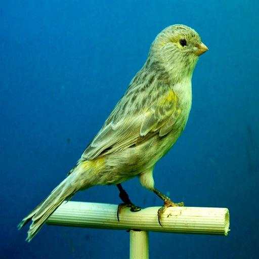 Canaries Bird Sounds 1.0