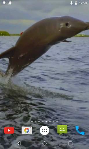 Jumping Dolphin Live Wallpaper screenshot 3
