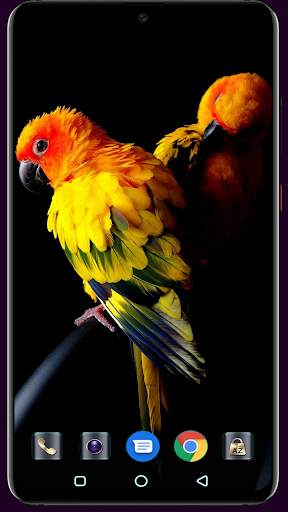 Bird Wallpaper screenshot 1