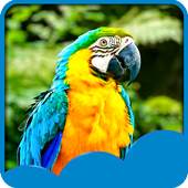 Parrots Live Wallpapers 1.6
