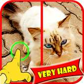 Find Difference Cat Games2016