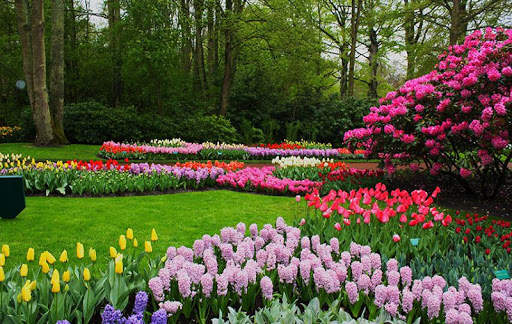 Spring Flower Live Wallpaper screenshot 5