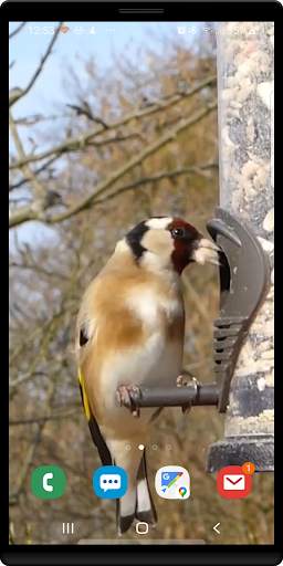 Birds Live Wallpaper screenshot 4
