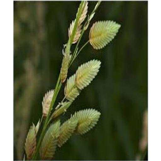 Range Pasture Seed Production скриншот 1