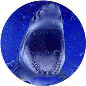 Shark Live Wallpaper 1.0