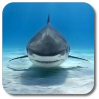 Shark Live Wallpaper on 9Apps