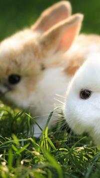 Rabbits Wallpapers screenshot 5