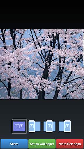 Sakura Cherry Blossoms HD Wall screenshot 8