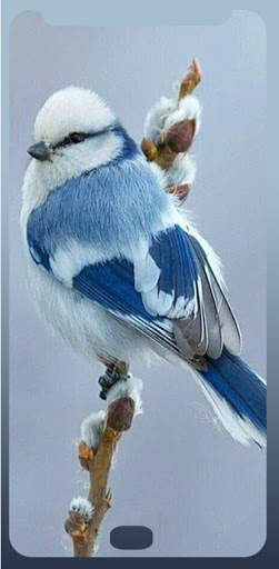 Bird wallpaper HD 2020 screenshot 2