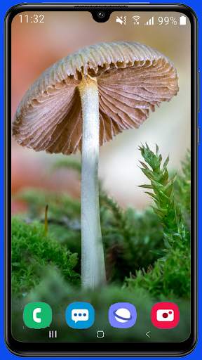 Mushroom Wallpaper Best HD screenshot 4