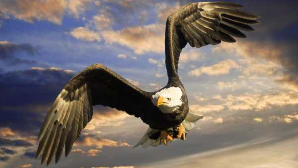 Eagle Bird Hunting Season 2017 screenshot 6