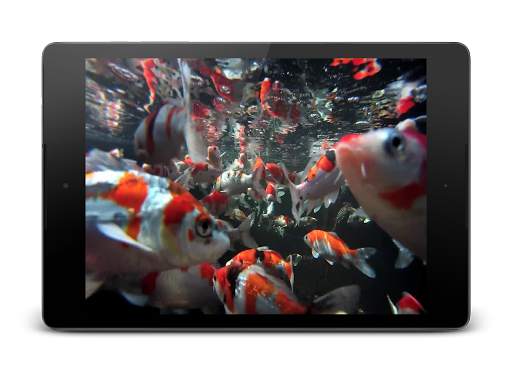 Koi HD Video Live Wallpaper screenshot 5