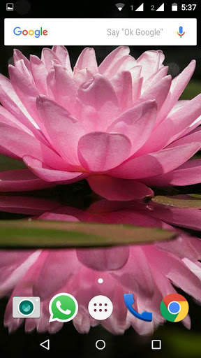 Lotus Flower Wallpaper HD screenshot 3