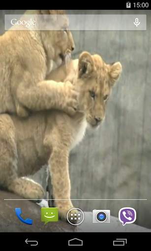 Lion Video Live Wallpaper screenshot 2